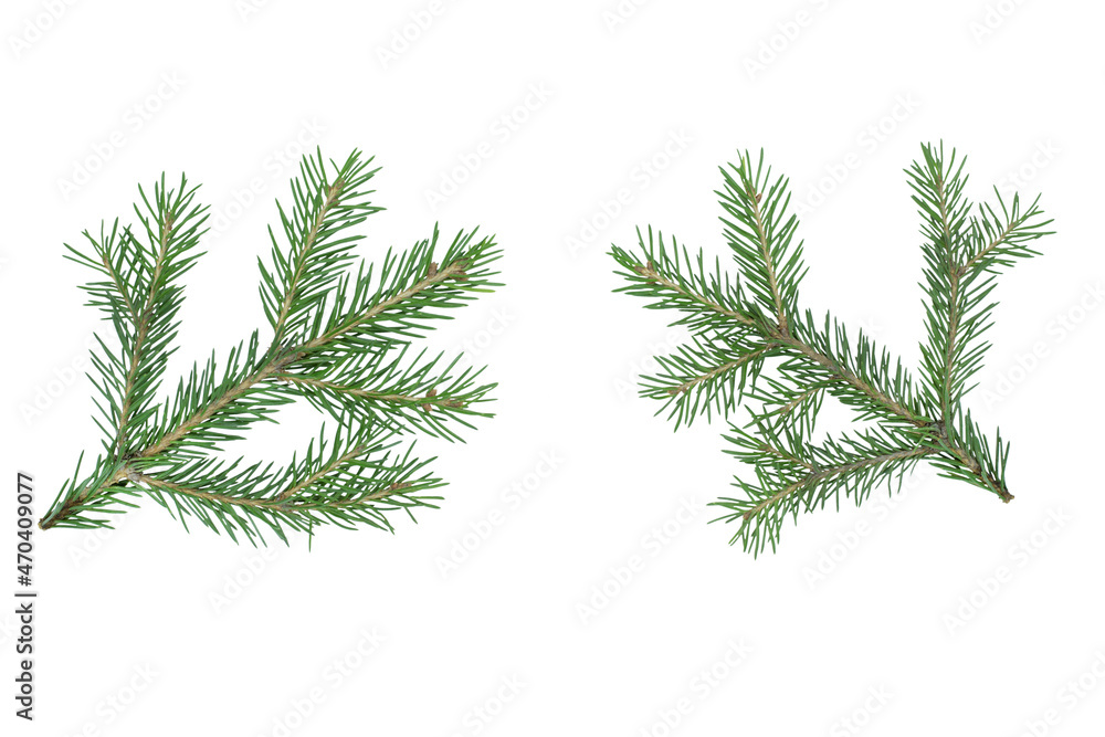 branches of a Christmas tree on a white background close-up
