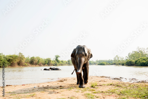 Young Elephant Playing in the Rive Running to Camera From the River