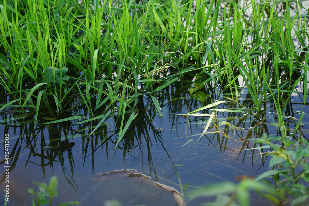 A stream of clear water with grass and sunlight. quiet in the countryside A stream of clear water with grass and sunlight. quiet in the countryside