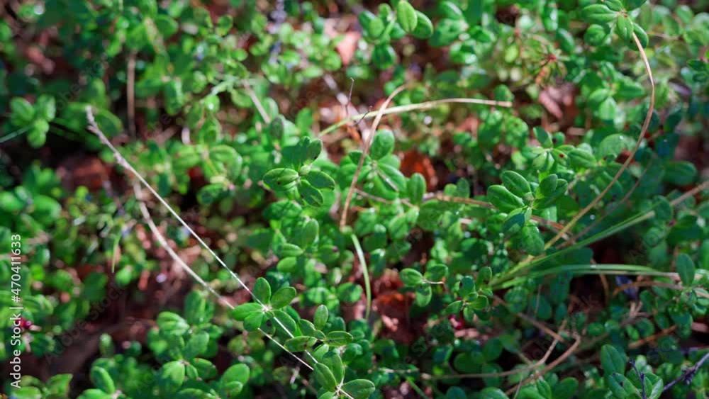 Beautiful nature of the tundra forest in September at the first frost Beautiful nature of the tundra forest in September at the first frost