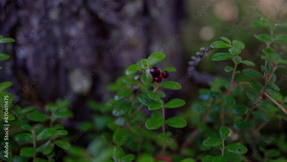 Beautiful nature of the tundra forest in September at the first frost Beautiful nature of the tundra forest in September at the first frost