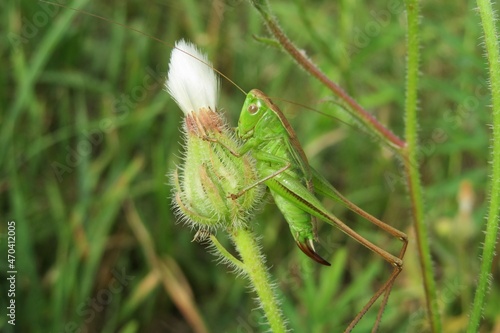 Green genus grasshopper on hieracium flower in the meadow, closeup photo