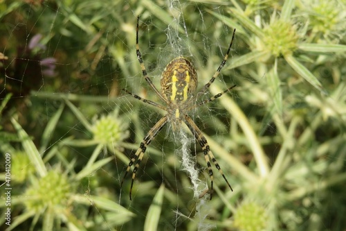 Argiope wasp spider on a cobweb on natural green eryngo plant background