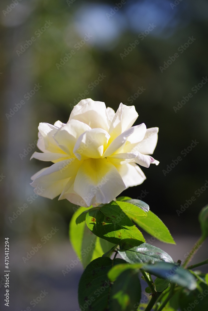 Obraz premium バラ