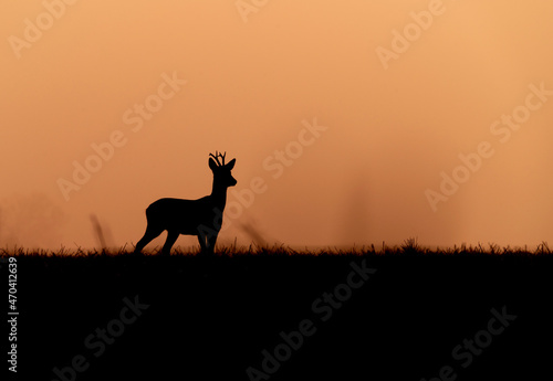 Roe deer silhouette in the morning orange light