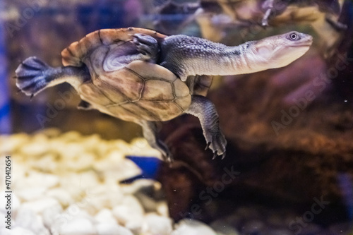sea turtle swimming in aquarium
