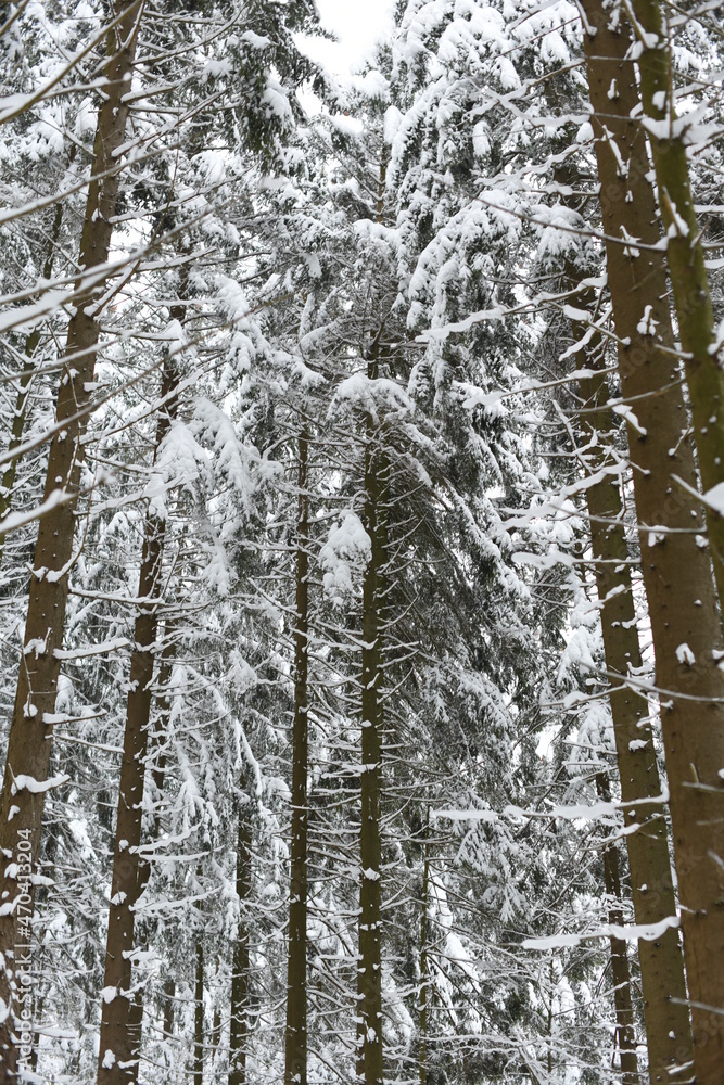 Fototapeta premium Baumkronen mit Schnee mit Platzhalter 