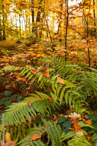 Photo of a fern plant in autumn forest in Krakow  Poland