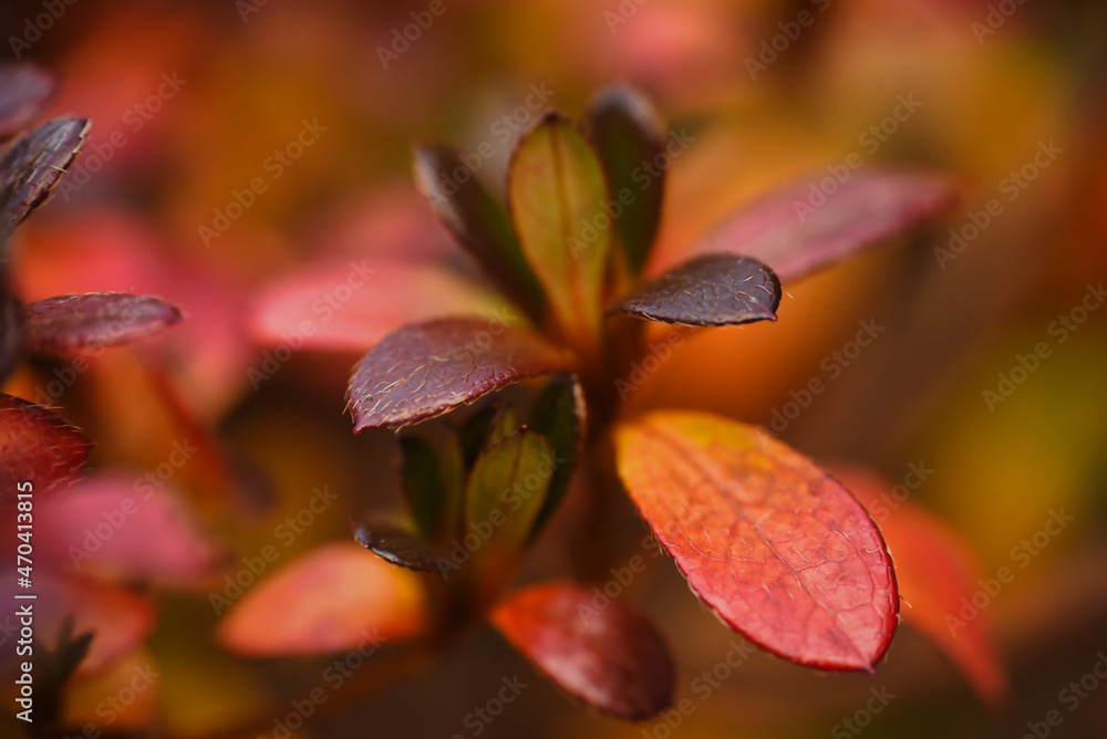 red autumn leaves red autumn leaves