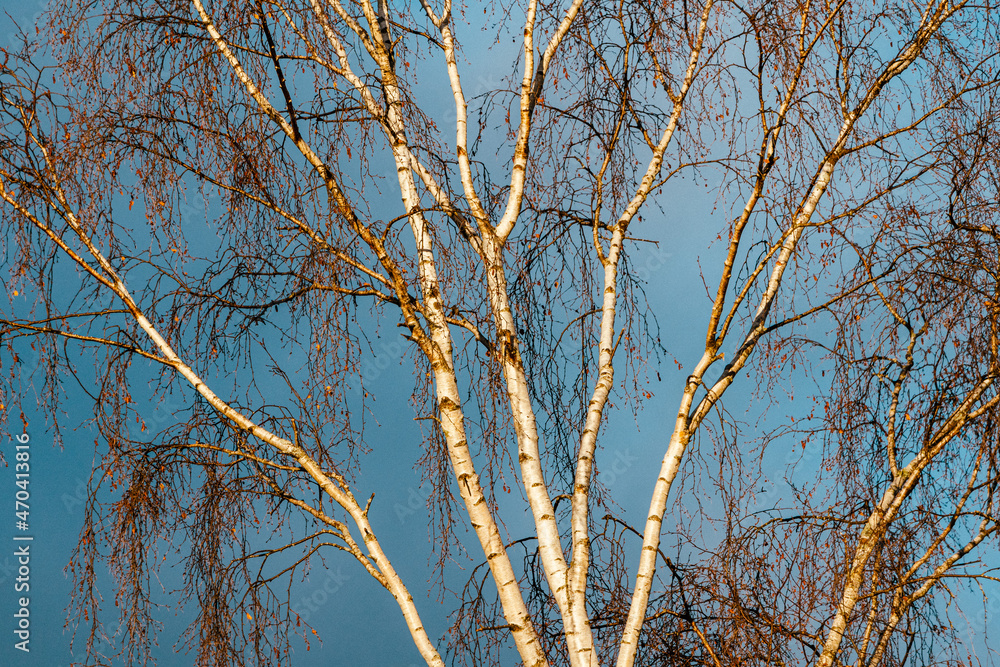 Birch branches in the morning light. Birch branches in the morning light.