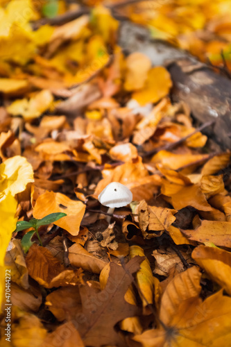 photo of mushroom growing in an autumn forest