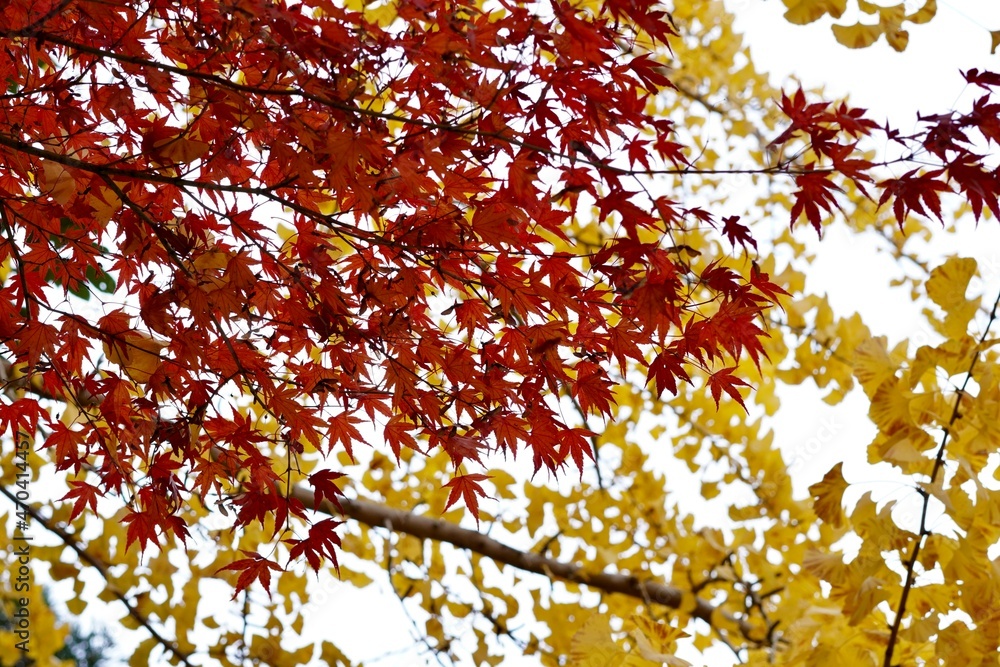 日本の秋 日本の秋