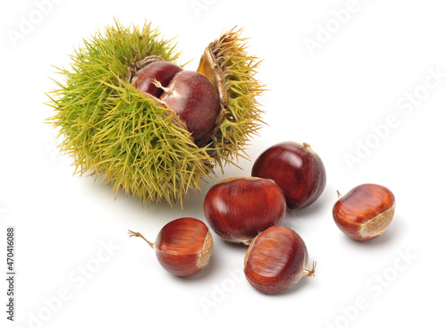 chestnut on a white background