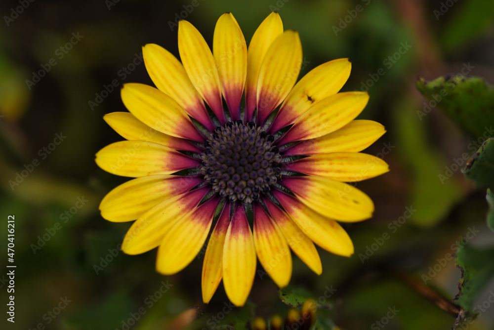 yellow flower yellow flower