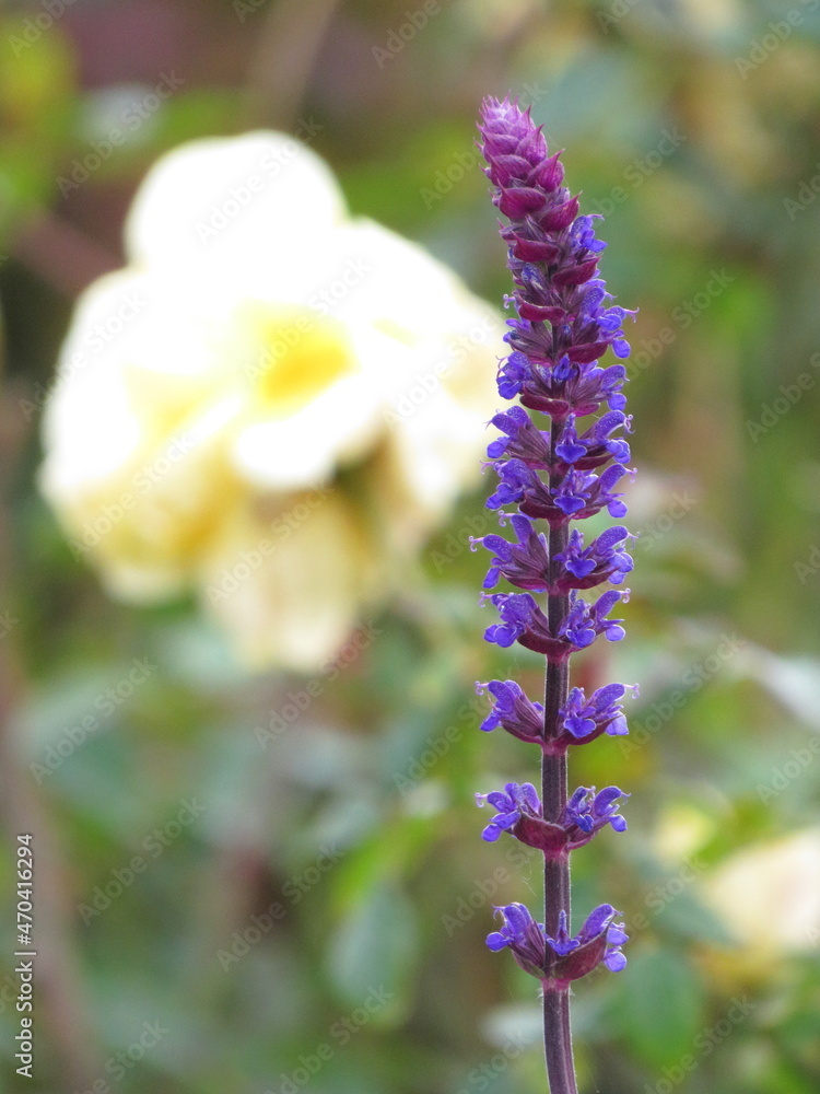 冬のブルーサルビアの花
