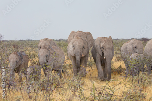 Group of African elephants walking - Etosha National Park, Namibia