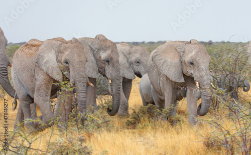 Group of African elephants walking -  Etosha National Park, Namibia © muratart
