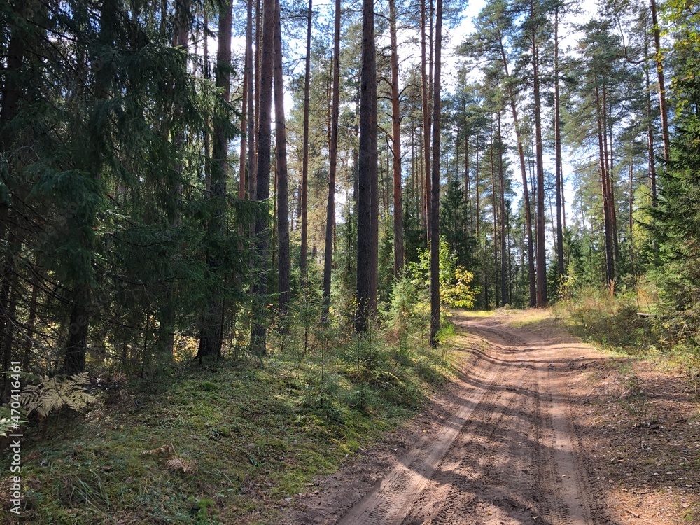 Fototapeta premium path in the forest
