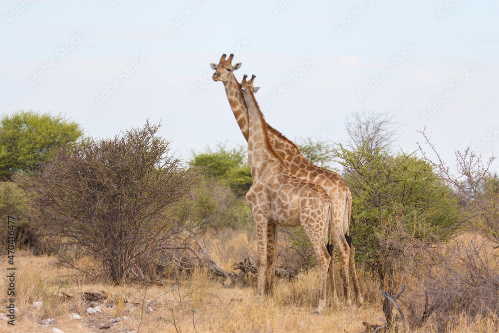 Obraz premium A couple of giraffes hug each other romantic moment love in Africa savanna - Ethosha national park, Namibia