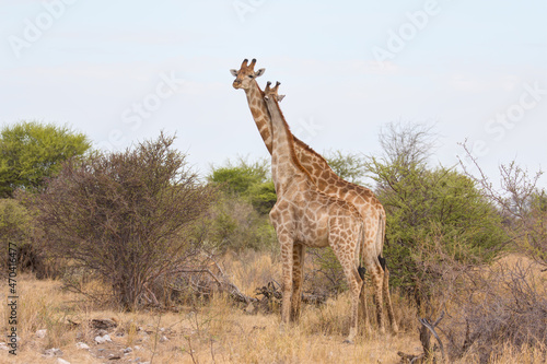 A couple of giraffes hug each other romantic moment love in Africa savanna - Ethosha national park, Namibia