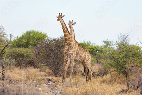 A couple of giraffes hug each other romantic moment love in Africa savanna - Ethosha national park  Namibia