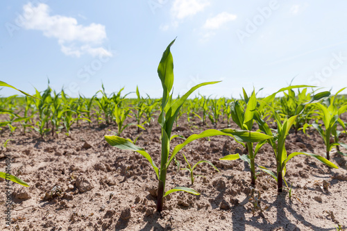 an agricultural field where corn is grown