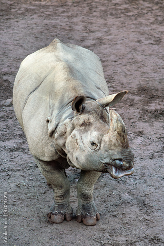 Indian rhino   on clay ground