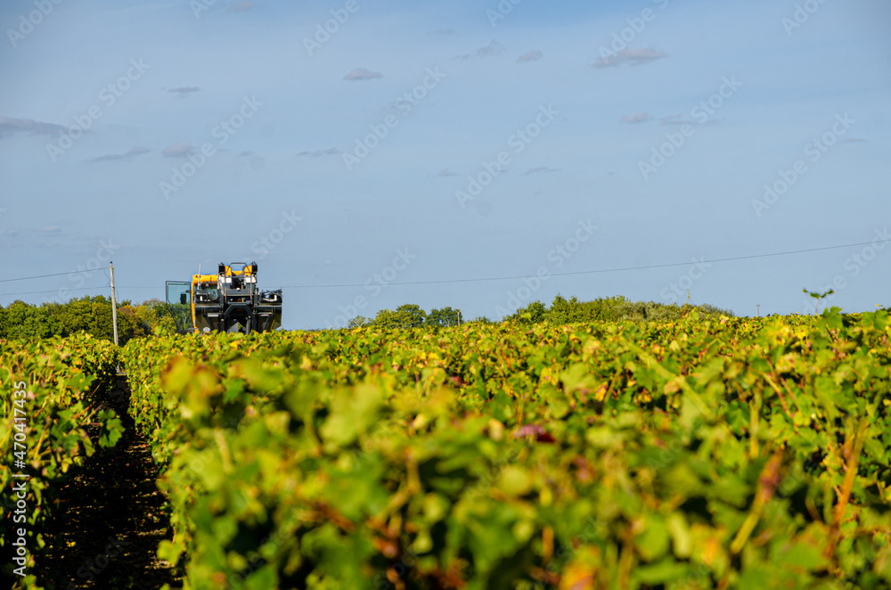 A mechanical grape harvesting machine in a vineyard. A mechanical grape harvesting machine in a vineyard.