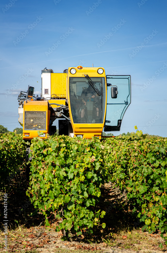 A mechanical grape harvesting machine in a vineyard. A mechanical grape harvesting machine in a vineyard.