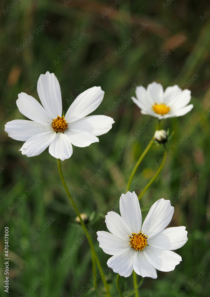White flowers Cosmos on a natural background White flowers Cosmos on a natural background