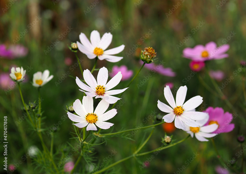 Colorful flowers Cosmos on a natural background Colorful flowers Cosmos on a natural background
