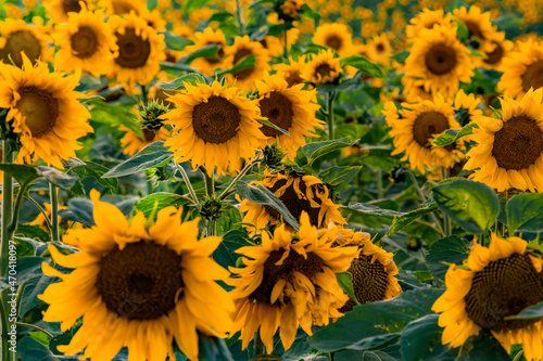 sunflowers in the garden