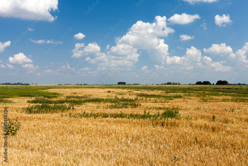 an agricultural field where cereals wheat are grown