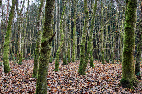 Moss covered tree trunks and brown leaves covering the forest floor in autumn photo