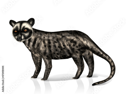 Illustration of The Asian palm civet or Luwak isolated on a white background. Details on the fur.