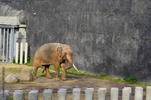 The Indian elephant (Elephas maximus indicus)