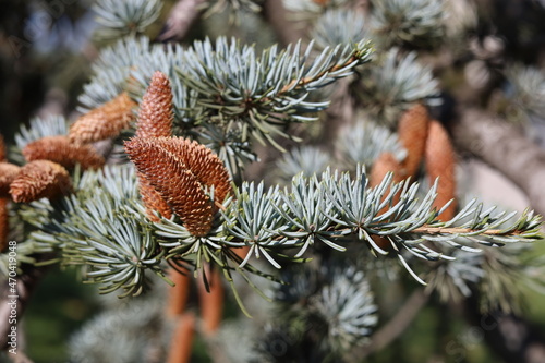 Autumn cones on blue spruce
