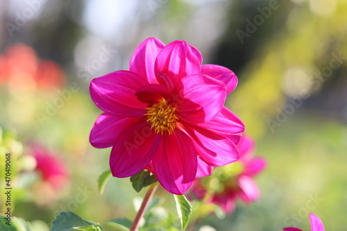 Autumn pink flower in the afternoon