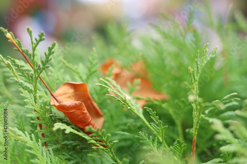 Brown autumn leaf on green spruce