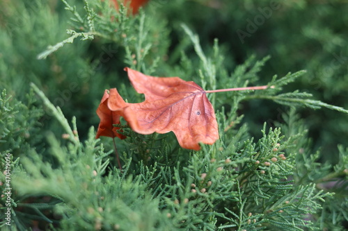 Brown autumn leaf on green spruce