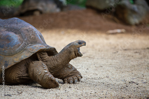 The Seychelles giant tortoise or aldabrachelys gigantea hololissa, also known as the Seychelles domed giant tortoise. Giant turtle in island Mauritius
