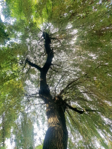 tree in the forest