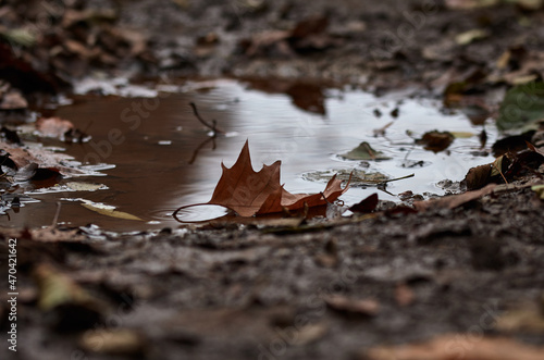 Rain puddle with autumn leaves in a forest
