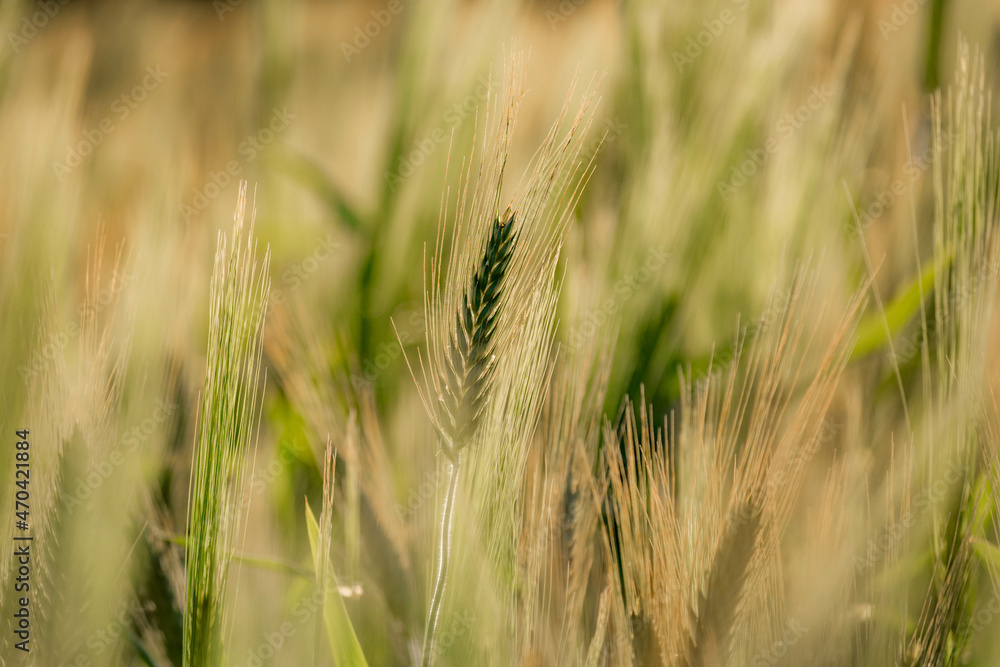 field of wheat