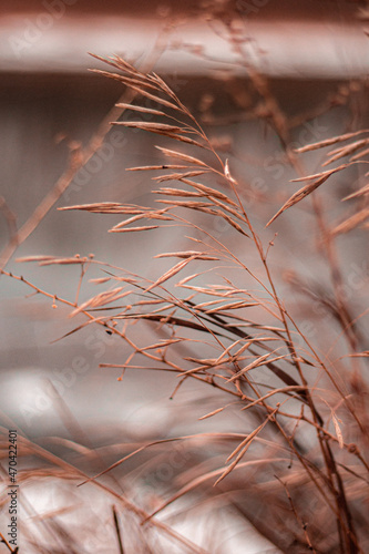 nature of steppes and rivers late autumn