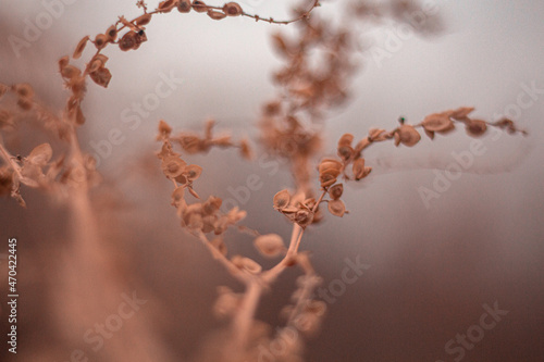 nature of steppes and rivers late autumn