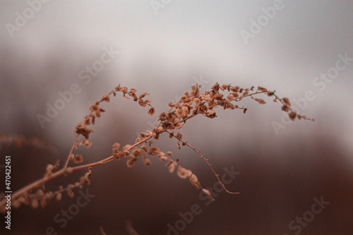 nature of steppes and rivers late autumn