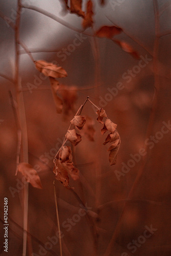 nature of steppes and rivers late autumn