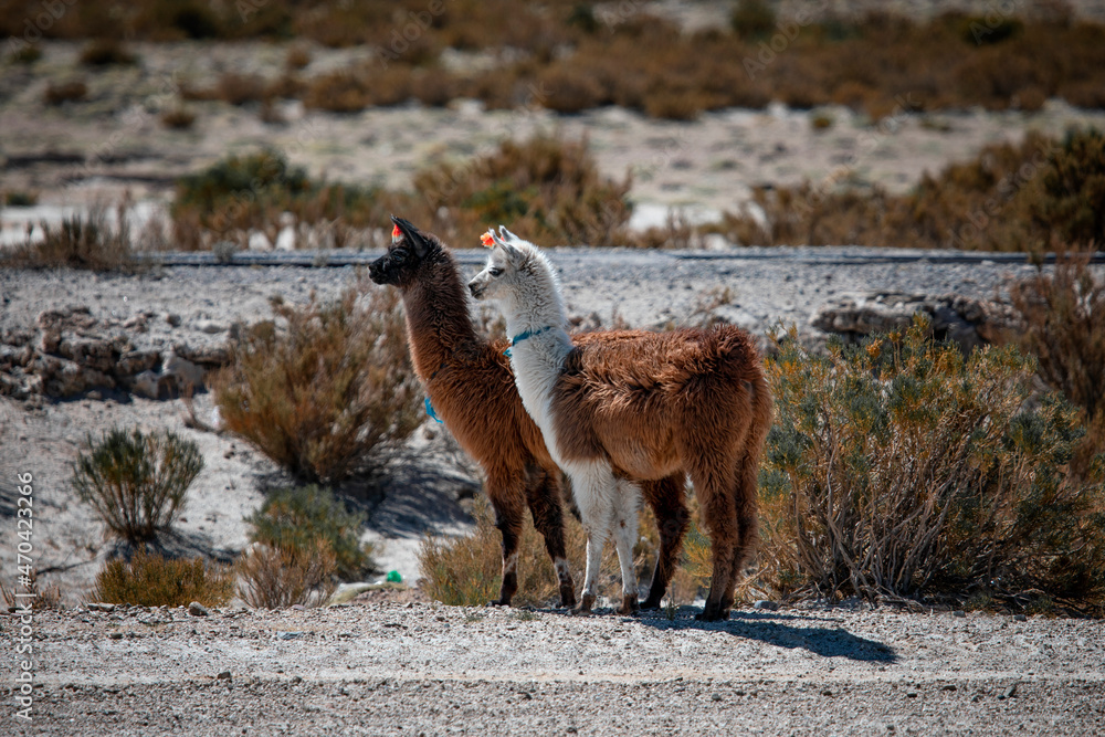 Fototapeta premium Two brown llamas or alpacas close up in the wild nature of Bolivia.
