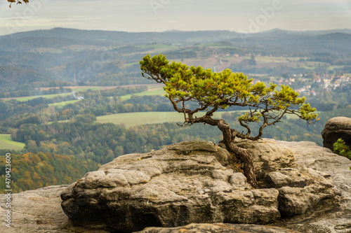 Wetterkiefer auf dem Lilienstein in der Sächsischen Schweiz